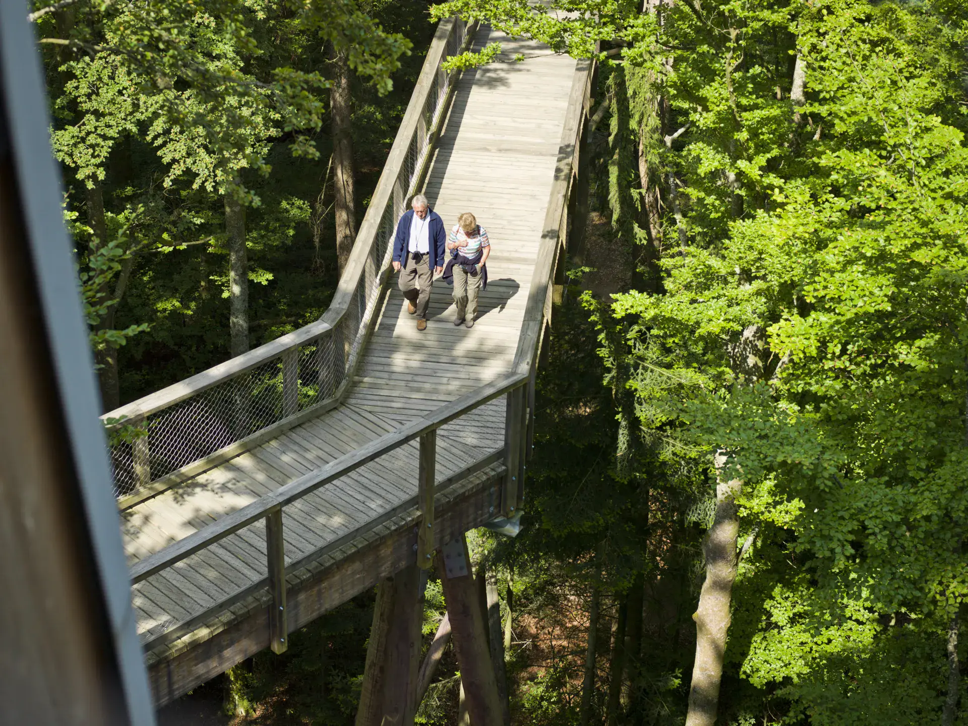 Holzsteg des Baumwipfelpfads auf Höhe der Baumkronen im Sommer