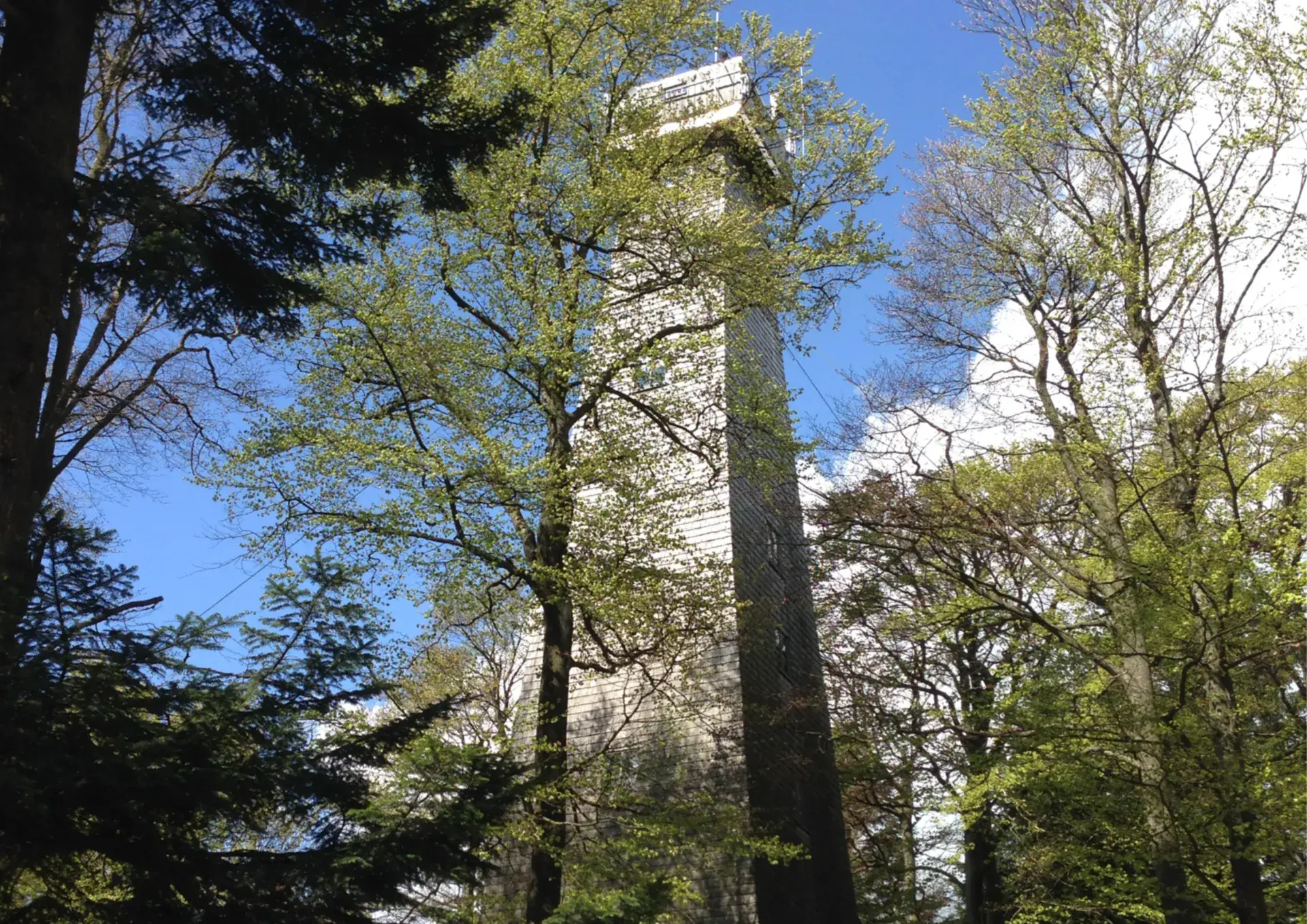 Der Aussichtsturm auf dem Brotjacklriegel zwischen frühlingsgrünen Bäumen