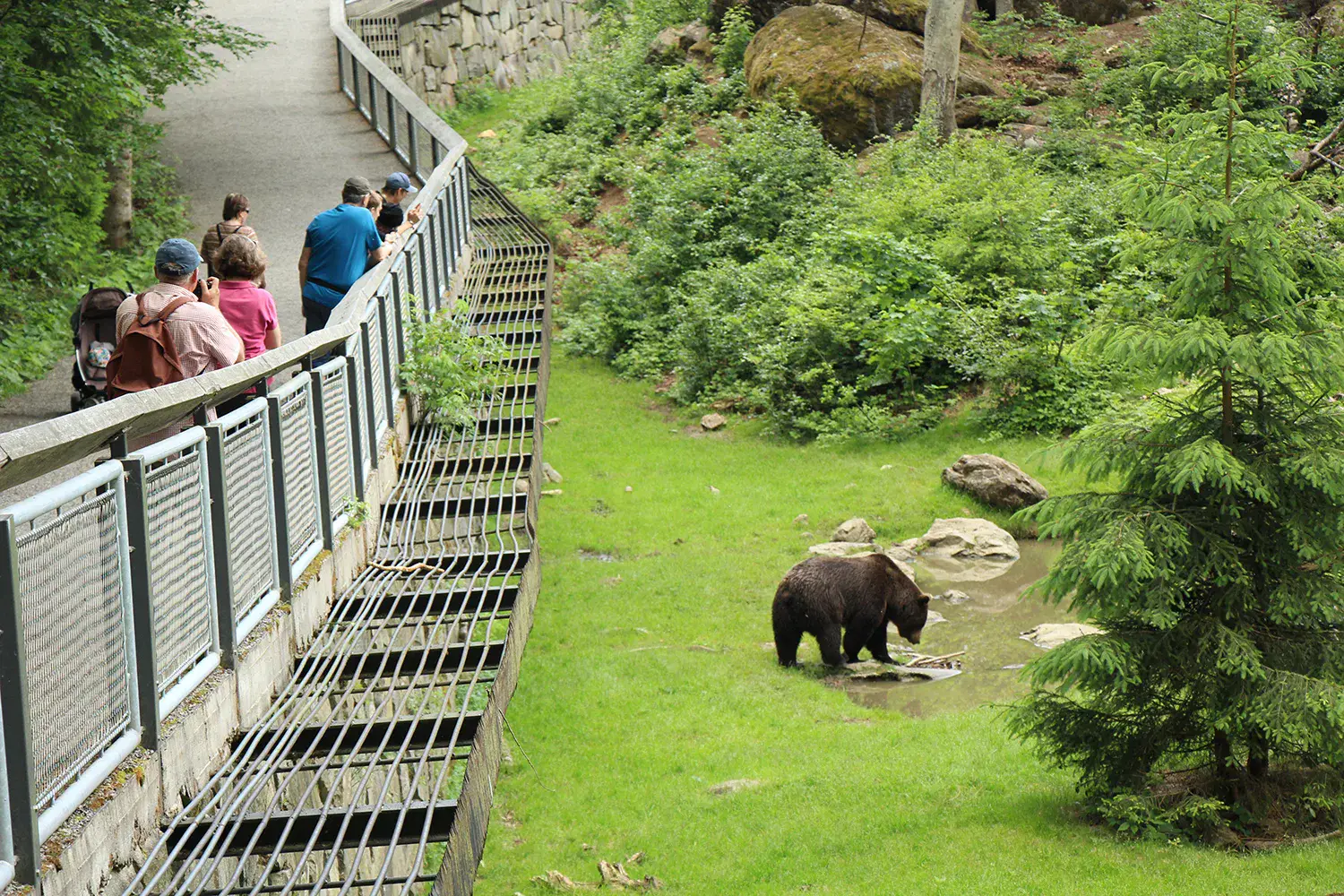 Braunbär im Tier-Freigelände des Nationalparks Bayerischer Wald, Besucher schauen vom Weg aus zu