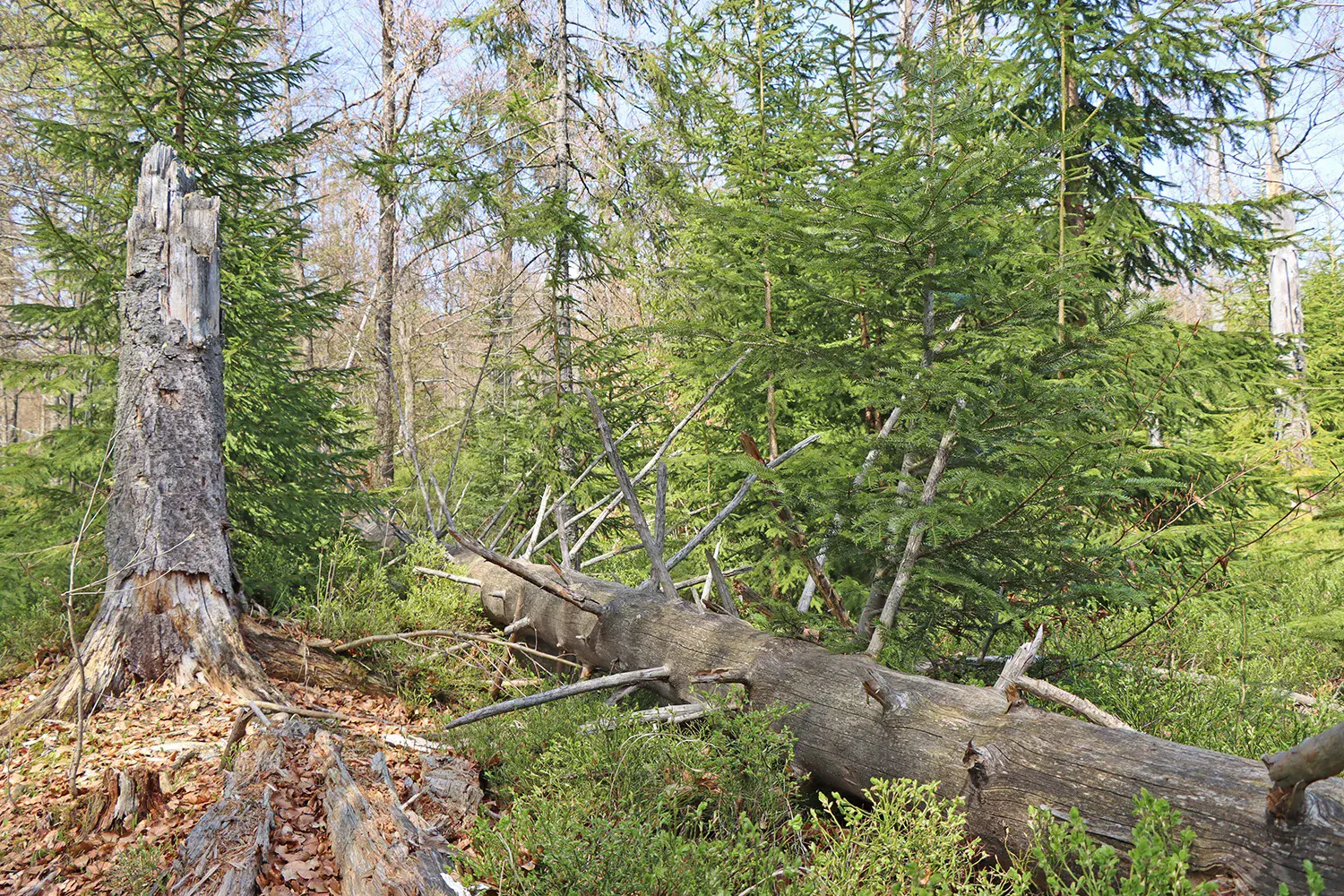 Waldwildnis im Frühling: Totholz und junge Fichten im Nationalpark Bayerischer Wald